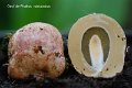Phallus rubicundus-amf2113-2
